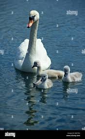 Attēlu rezultāti vaicājumam “Cygnus olor adult”
