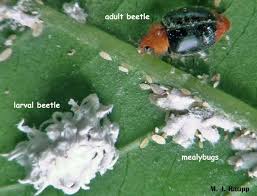 Image result for Cryptolaemus