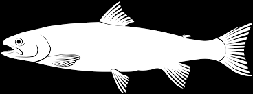 Image result for Salvelinus malma