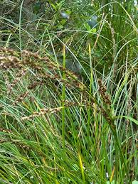 Attēlu rezultāti vaicājumam “Carex appropinquata”