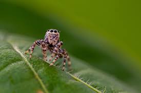 Image result for spider