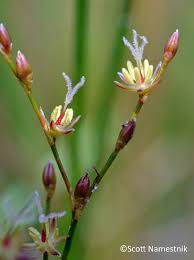 Attēlu rezultāti vaicājumam “Juncus bulbosus flower”
