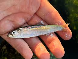 Image result for Clupea harengus