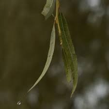 Attēlu rezultāti vaicājumam “Salix alba var. vitellina”