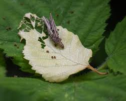 Attēlu rezultāti vaicājumam “Psyche casta larva”