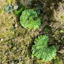 Attēlu rezultāti vaicājumam “Riccia cavernosa”