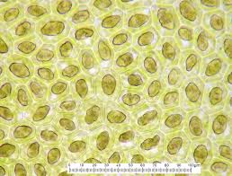 Attēlu rezultāti vaicājumam “Radula complanata sporophyte”