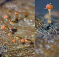 Attēlu rezultāti vaicājumam “Cribraria rubiginosa spores”