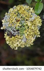 Attēlu rezultāti vaicājumam “Vulpicida pinastri”