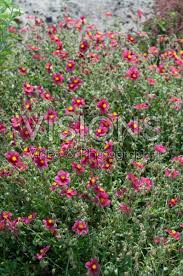 Attēlu rezultāti vaicājumam “Helianthemum x hybridum”