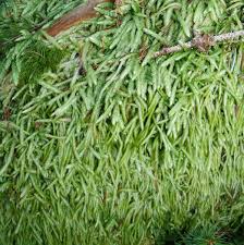 Attēlu rezultāti vaicājumam “Plagiothecium undulatum”