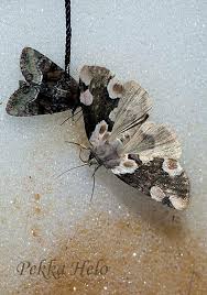 Attēlu rezultāti vaicājumam “Thyatira batis imago”