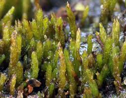 Attēlu rezultāti vaicājumam “Pogonatum dentatum macro”