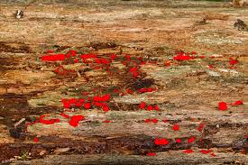 Attēlu rezultāti vaicājumam “Tubifera ferruginosa subsp. acutissima”