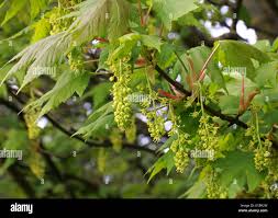 Attēlu rezultāti vaicājumam “Acer pseudoplatanus fo. purpurascens flower”