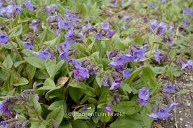 Attēlu rezultāti vaicājumam “Pulmonaria angustifolia leaf”