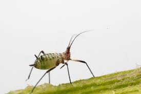 Attēlu rezultāti vaicājumam “Macrosiphoniella millefolii”