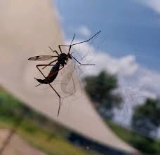 Attēlu rezultāti vaicājumam “Dictenidia bimaculata”