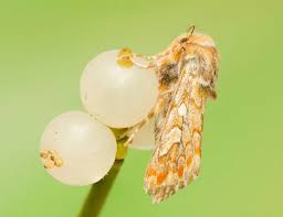 Attēlu rezultāti vaicājumam “Leucodonta bicoloria imago”