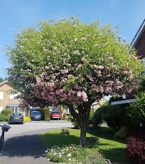 Attēlu rezultāti vaicājumam “Crataegus x macrocarpa leaf”