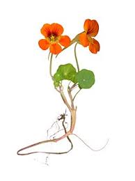 Image result for Tropaeolum majes