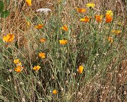 Attēlu rezultāti vaicājumam “Papaveraceae”