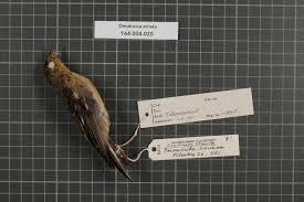 Image result for Dendroica striata