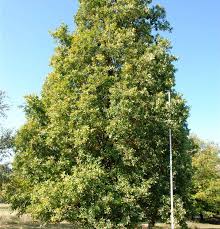 Attēlu rezultāti vaicājumam “Quercus robur Fastigiata”
