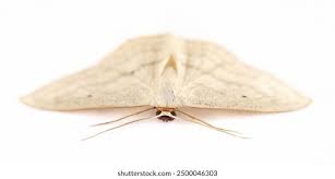 Attēlu rezultāti vaicājumam “Idaea biselata”