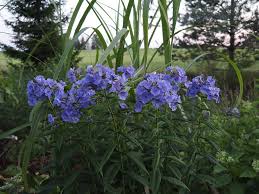 Image result for Phlox paniculata `Sweet Summer`