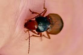 Attēlu rezultāti vaicājumam “Diachromus germanus”