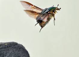 Attēlu rezultāti vaicājumam “Cetonia aurata”