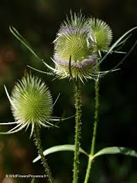 Attēlu rezultāti vaicājumam “Dipsacus fullonum flower”