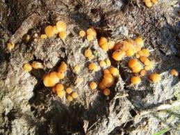 Attēlu rezultāti vaicājumam “Cheilymenia stercorea”