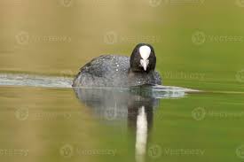 Attēlu rezultāti vaicājumam “Fulica atra adult”