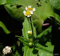 Attēlu rezultāti vaicājumam “Galinsoga quadriradiata leaf”