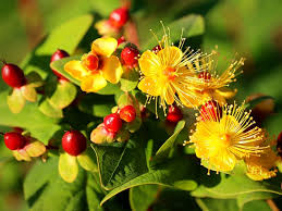 Attēlu rezultāti vaicājumam “Hypericum perforatum fruit”