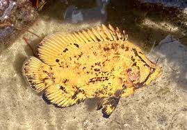 Image result for Lobotes surinamensis