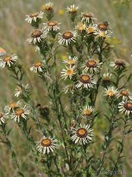 Attēlu rezultāti vaicājumam “Carlina biebersteinii”