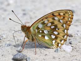 Attēlu rezultāti vaicājumam “Argynnis aglaja upperside”