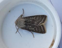 Attēlu rezultāti vaicājumam “Orthosia gracilis”