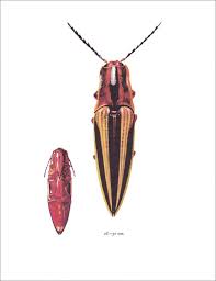 Attēlu rezultāti vaicājumam “Elateridae”