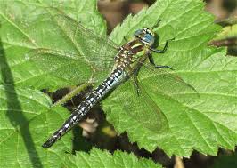 Attēlu rezultāti vaicājumam “Brachytron pratense”