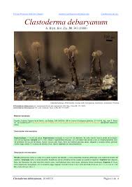 Attēlu rezultāti vaicājumam “Clastoderma debaryanum”