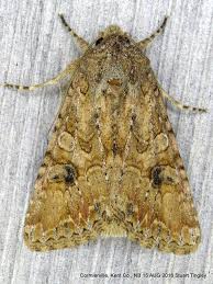 Attēlu rezultāti vaicājumam “Hadula trifolii”