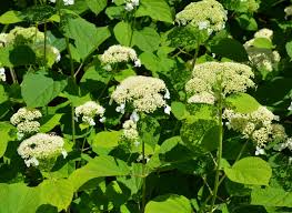 Attēlu rezultāti vaicājumam “Hydrangea arborescens flower”