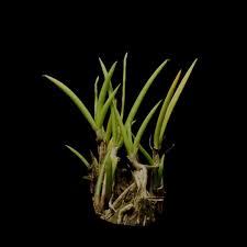 Attēlu rezultāti vaicājumam “Comatricha elegans stalked”