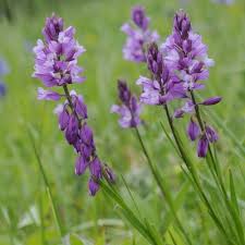 Attēlu rezultāti vaicājumam “Polygala vulgaris leaf”