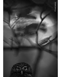 Attēlu rezultāti vaicājumam “Metatrichia floriformis stalked”