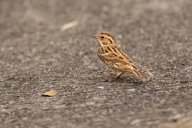 Image result for Emberiza pusilla